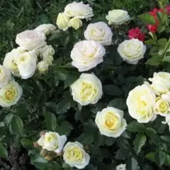 Роза флорибунда Чамборд Кастл