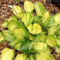 Хоста Рейнфорест Санрайз