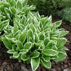 Хоста Альбомаргината