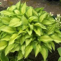 Хоста Альбопикта