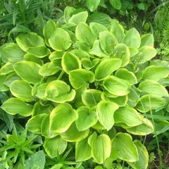 Хоста Голден Тиара