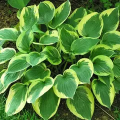 Хоста Твайлайт