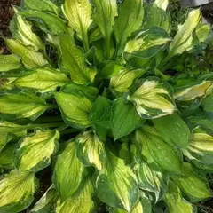 Хоста Шарман