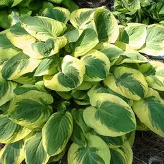 Хоста Карнавал