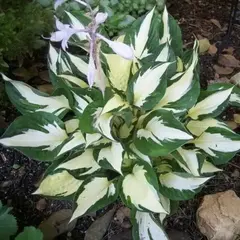 Хоста Фаер энд Айс