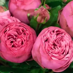 Роза флорибунда Пинк Пиано