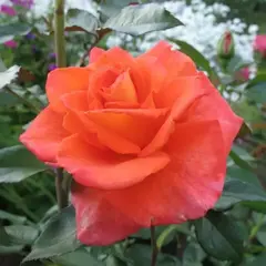 Роза чайно-гибридная Алла