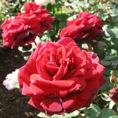 Роза чайно-гибридная Эдит Пиаф