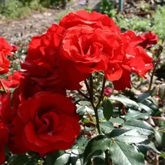 Роза чайно-гибридная Сатчмо