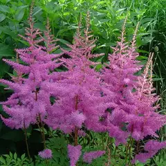 Астильба Аметист