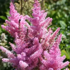 Астильба Америка