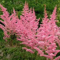 Астильба Каттлея