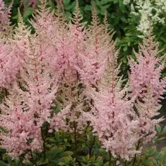 Астильба Эрика