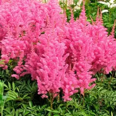 Астильба Глория Пурпуреа