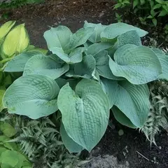 Хоста Брессингем Блю