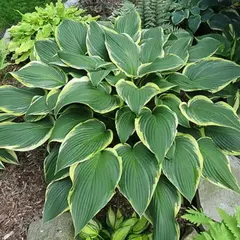 Хоста Йеллоу Ривер