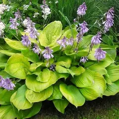 Хоста Сам энд Сабстэнс