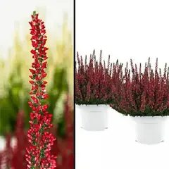 Вереск обыкновенный Силке