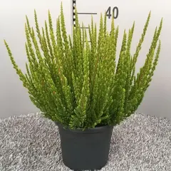 Вереск обыкновенный Стокгольм