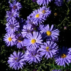 Астра Блю Лагуна