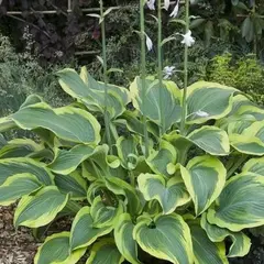 Хоста Атлантис