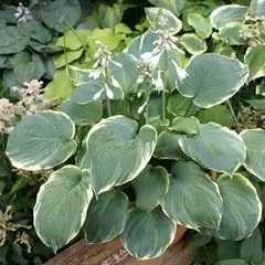 Хоста Пиззазз