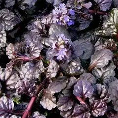 Живучка ползучая Блэк Скэллоп