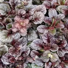 Живучка ползучая Махагон