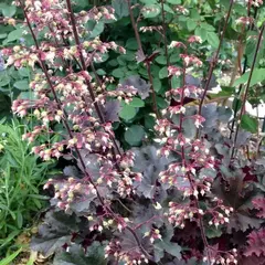 Гейхера Палас Пурпл