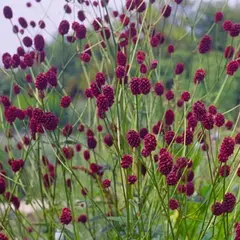 Кровохлебка лекарственная Танна