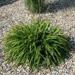 Ожика (Лузула) лесная