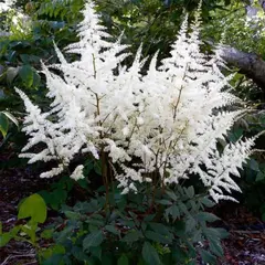 Астильба Бумальда