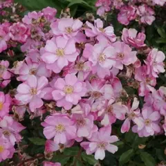 Роза шраб Лавендер Дрим