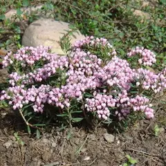 Андромеда / Подбел обыкновенный Компакта