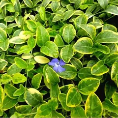 Барвинок малый Блю энд Голд