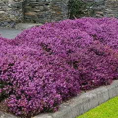 Эрика дарленская Дарлей Дейл