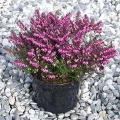 Эрика дарленская Крамерc Рот