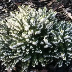 Эрика дарленская Вайт Перфекшн