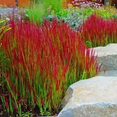 Императа цилиндическая Ред Барон