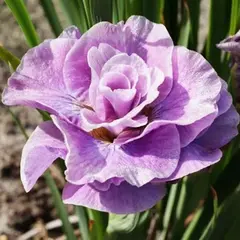 Ирис сибирский Пинк Парфейт