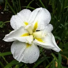 Ирис мечевидный Голд Баунд