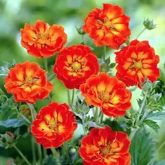 Лапчатка гибридная Вильям Роллиссон