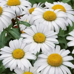 Нивяник наибольший Сноукэп