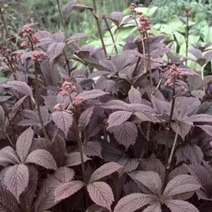 Роджерсия перистая Чоколит Вингс