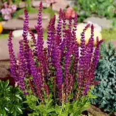 Сальвия дубравная (Шалфей) Остфризленд