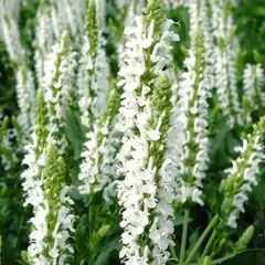 Сальвия дубравная (Шалфей) Шнеехёгль