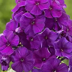 Флокс метельчатый Ники