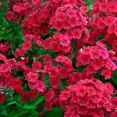 Флокс метельчатый Ред Райдинг Худ