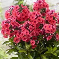 Флокс метельчатый Текила Санрайз