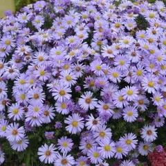 Астра Леди ин блю